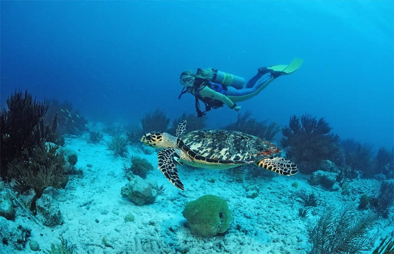 Das Wasser vor Ort ist relativ ruhig. So können Taucher auch mal entspannt neben einer Schildkröte gleiten.