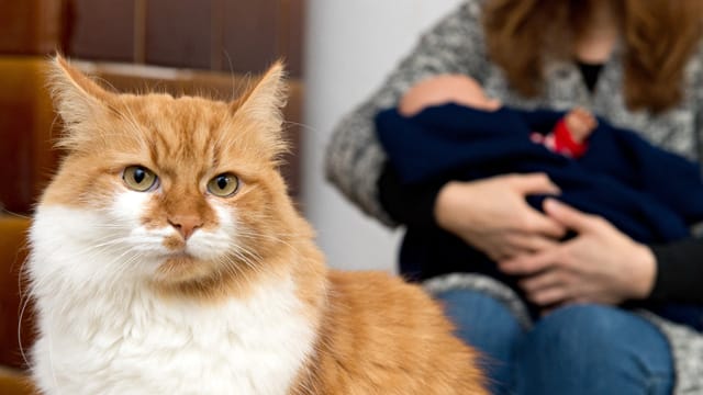 Tiere: Sieht ein Haustier sein Futter oder seinen Rang gefährdet, reagiert es eifersüchtig.