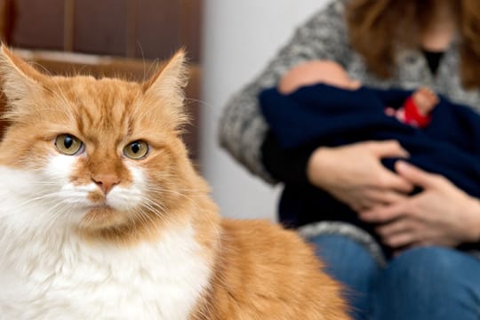 Tiere: Sieht ein Haustier sein Futter oder seinen Rang gefährdet, reagiert es eifersüchtig.