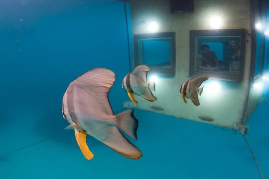 Ungewöhnliche Aussichten im Unterwasserhotelzimmer