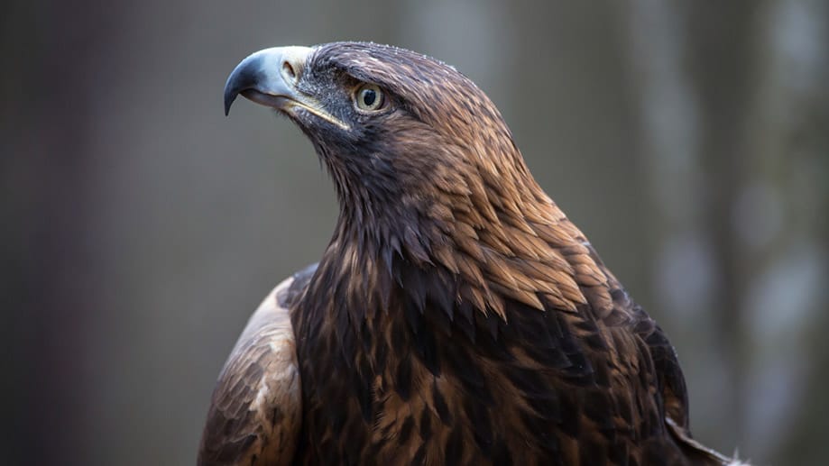 Steinadler können mit Windrädern zusammenstoßen und getötet werden