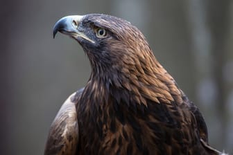 Steinadler können mit Windrädern zusammenstoßen und getötet werden