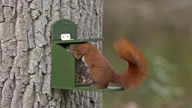 Achten Sie beim Kauf oder selber Bauen darauf, dass die Futterstation artgerecht ist