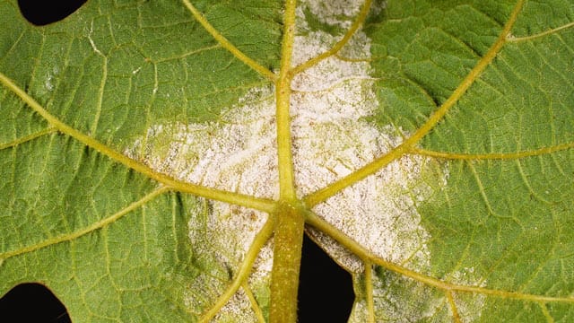 Falscher Mehltau befällt häufig auch Wein. Hier ist die edle Rebe Vinis Vinifera dem Pilz zum Opfer gefallen