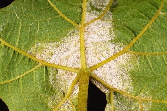 Falscher Mehltau befällt häufig auch Wein. Hier ist die edle Rebe Vinis Vinifera dem Pilz zum Opfer gefallen