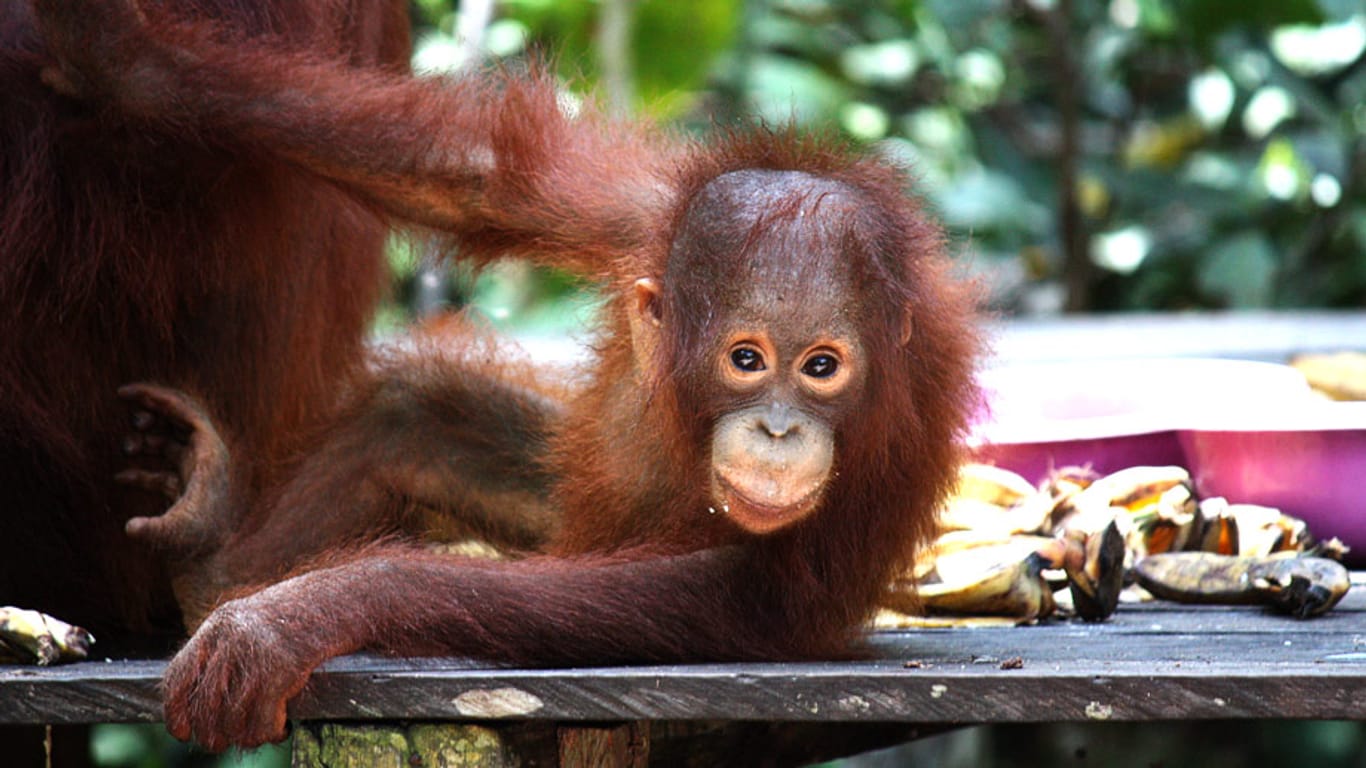 Während der Fütterung lassen sich auch die besonders herzerweichenden Orang-Utan-Kinder blicken.