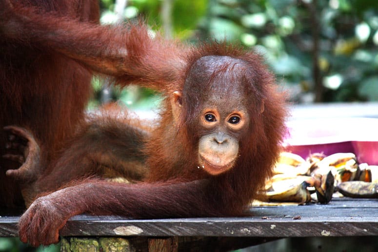 Während der Fütterung lassen sich auch die besonders herzerweichenden Orang-Utan-Kinder blicken.