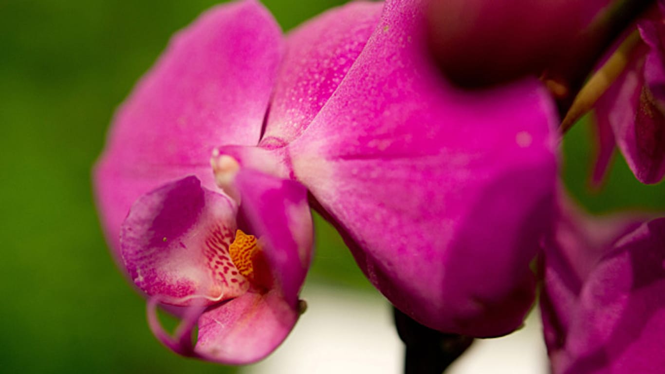 Eine gesunde Orchidee hat schöne Blüten.