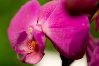 Eine gesunde Orchidee hat schöne Blüten.