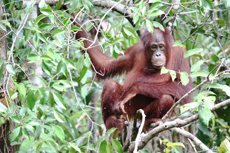 Tanjung Harapan ist eine Auswilderungsstation für semi-wilde Orang-Utans. Solche, die in Gefangenschaft als Haustier und Statussymbol für den Besitzer aufgewachsen sind, bevor sie hier her kamen.