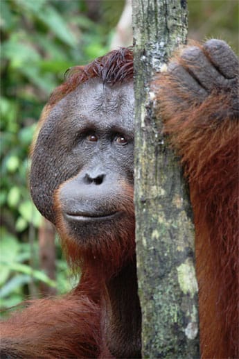 Der 22-jährige Gondol ist ein solcher semi-wilder Orang-Utan. Er ist Waise, seine Eltern wurden wahrscheinlich umgebracht.