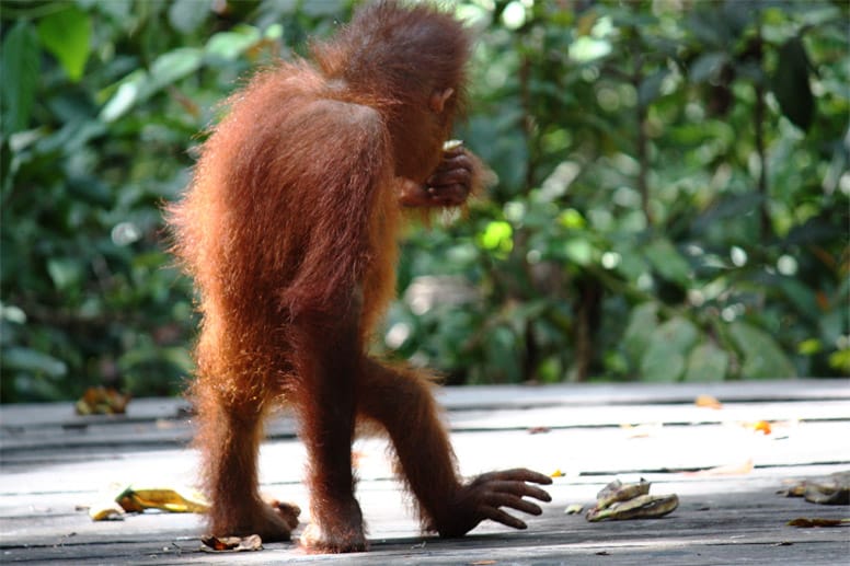 Orang-Utans gehören mit einer zu 97 Prozent identischen DNA zu unseren nächsten Verwandten.