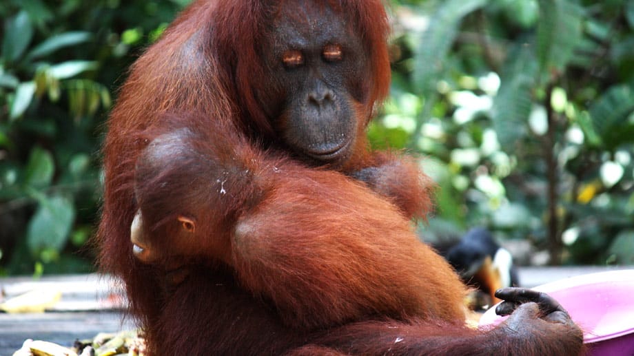 Ein Affenbaby hat heimlich einen erwachsenen, männlichen Orang-Utan am Fell gezogen und versteckt sich nun in den schützenden Armen seiner Mutter.