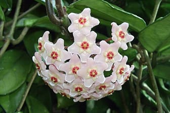 Die Porzellanblume hat ganz besondere Blüten.