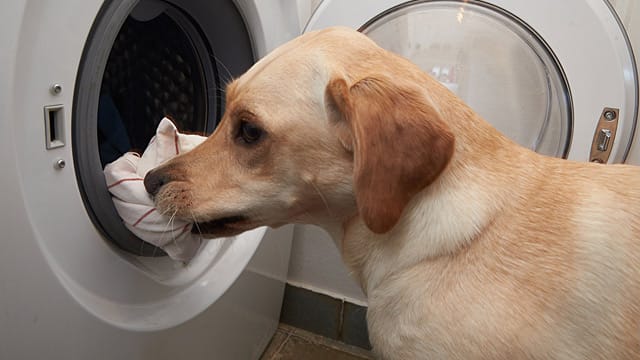 Assistenzhunde sind Tiere, die Menschen mit körperlichen Behinderungen im Alltag helfen.