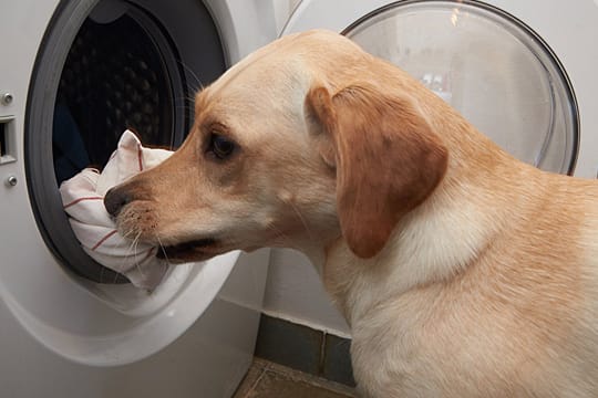 Assistenzhunde sind Tiere, die Menschen mit körperlichen Behinderungen im Alltag helfen.