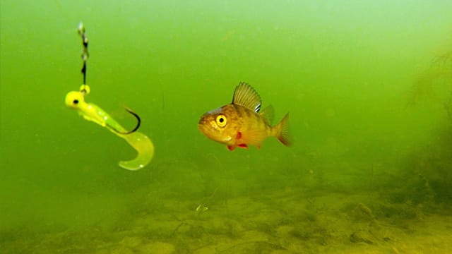 Können Fische Schmerzen empfinden?