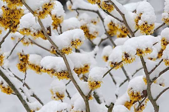 Die Farben und der Duft der Zaubernuss lockern den Garten im Winter auf.