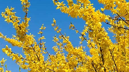 Forsythie (Forsythia intermedia): Der Zierstrauch sollte direkt nach der Blüte geschnitten werden.