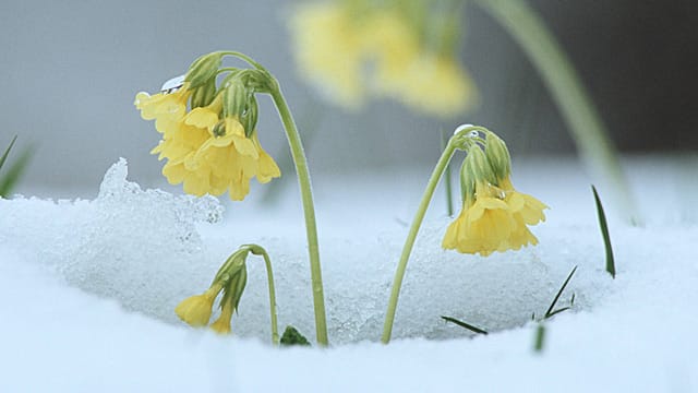 Kaltkeimer wie die Schlüsselblume brauchen die Kälte.