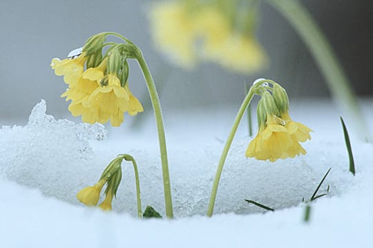 Kaltkeimer wie die Schlüsselblume brauchen die Kälte.