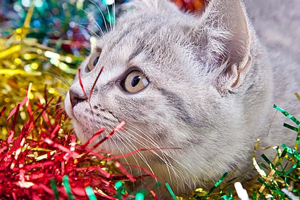 Blinkender Schmuck am Weihnachtsbaum oder Adventskranz locken neugierige Katzen an.