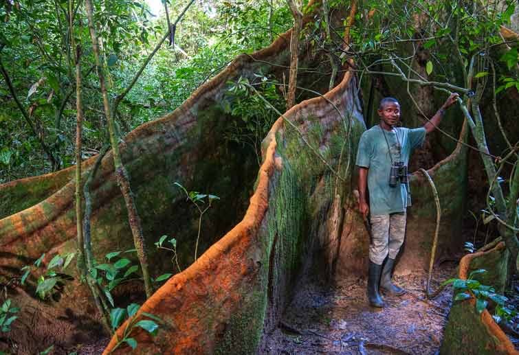 Guide Mohamed Bkoroma zwischen mächtigen Wurzeln im Wald auf Tiwai - die Dschungelinsel soll einmal ein Zentrum für nachhaltigen Tourismus werden.