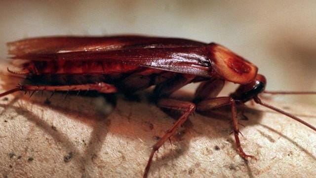 Ungebetener Zimmergenosse im Hotel: Nicht in jedem Land ist das als Reisemangel zu werten.