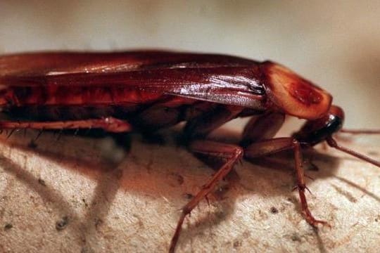 Ungebetener Zimmergenosse im Hotel: Nicht in jedem Land ist das als Reisemangel zu werten.