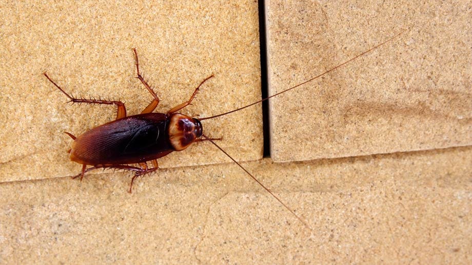 Kakerlaken gehören in südlichen Ländern oft zur Fauna