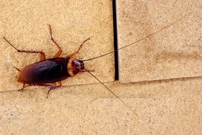 Kakerlaken gehören in südlichen Ländern oft zur Fauna