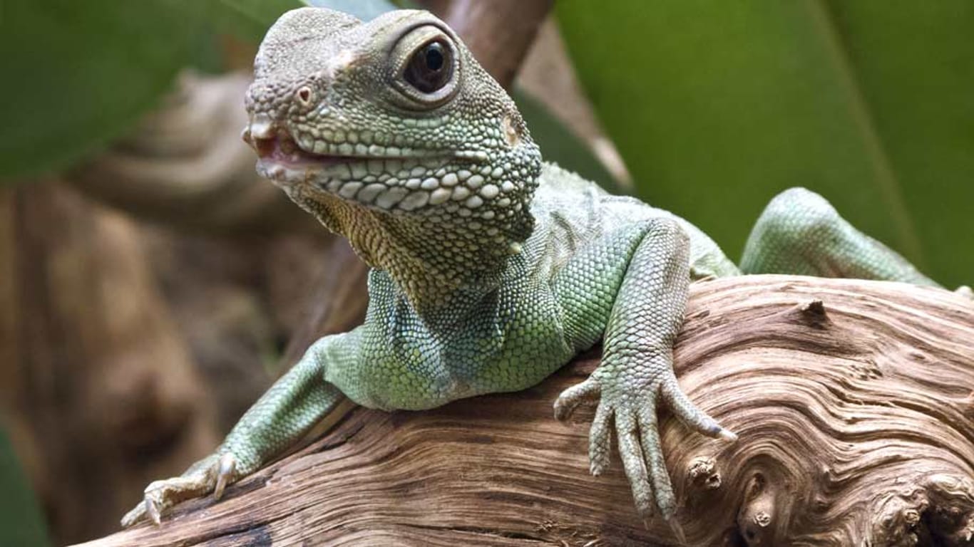Reptilien wie dieser grüne Leguan können schwere Krankheiten übertragen.