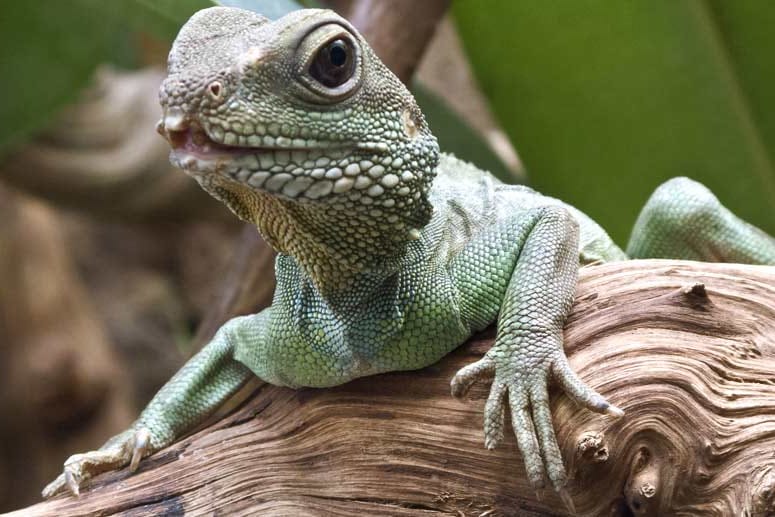 Reptilien wie dieser grüne Leguan können schwere Krankheiten übertragen.