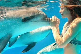 Mit einem Delfin zu schwimmen ist für viele ein berührendes Erlebnis