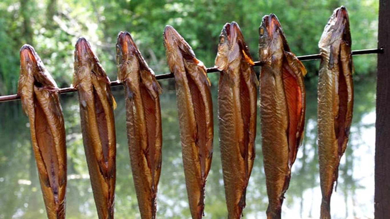 Fisch räuchern: Forellen im Spreewald.