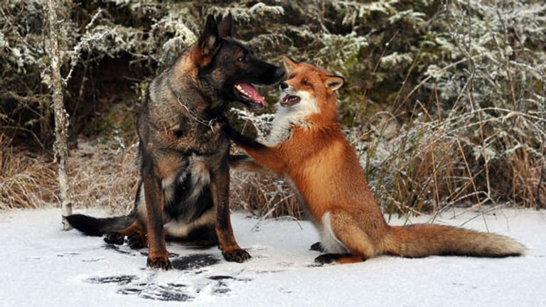 Die ungewöhnliche Freundschaft zwischen Hund und Fuchs.