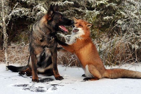 Die ungewöhnliche Freundschaft zwischen Hund und Fuchs.