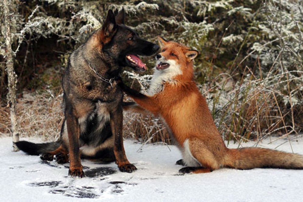 Die ungewöhnliche Freundschaft zwischen Hund und Fuchs.