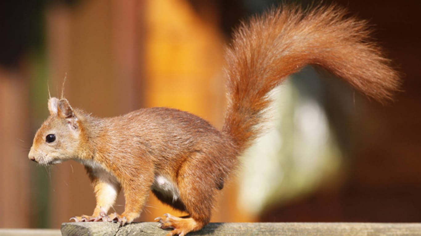 Eichhörnchen sind flinke Kletterer und überstehen den Winter, indem sie im Herbst reichlich Essensvorräte sammeln.