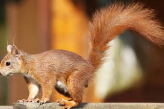 Eichhörnchen sind flinke Kletterer und überstehen den Winter, indem sie im Herbst reichlich Essensvorräte sammeln.