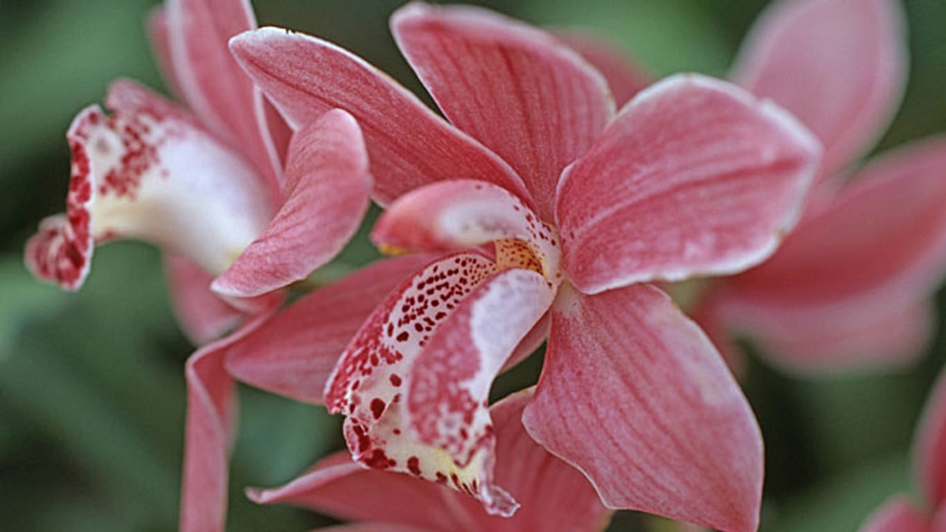 Cymbidium-Orchideen brauchen kühle Nächte, um zu blühen.