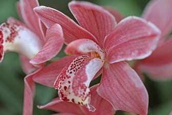 Cymbidium-Orchideen brauchen kühle Nächte, um zu blühen.