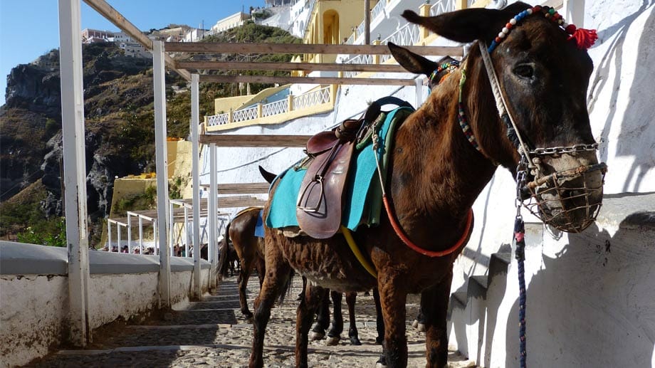 Nicht mal eine Pferdestärke: Esel bringen Urlauber auf dem Zickzackweg vom Hafen zum Dorf Fira auf den Klippen.