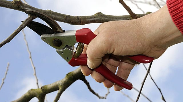 Obstbaumschnitt im Winter nur an Kernobst.