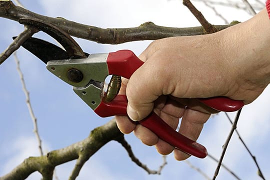 Obstbaumschnitt im Winter nur an Kernobst.