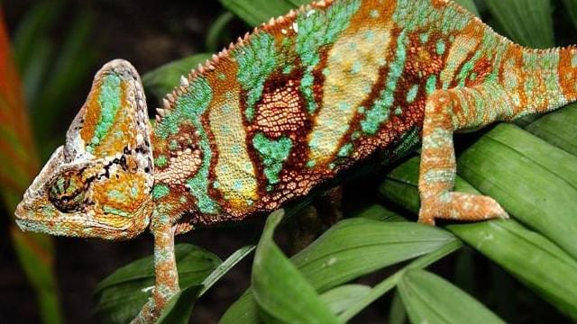 Ein farbenprächtiges Jemen-Chamäleon wärmt sich in einem Terrarium.