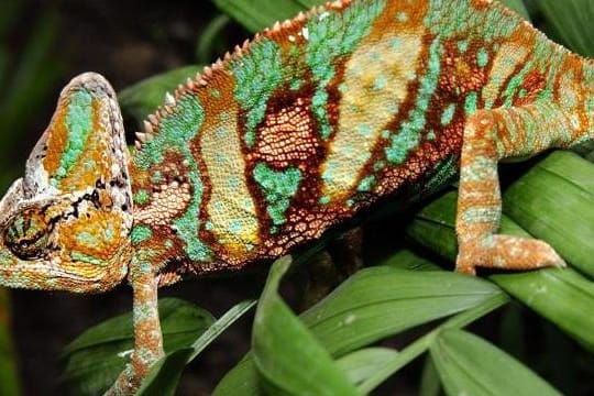 Ein farbenprächtiges Jemen-Chamäleon wärmt sich in einem Terrarium.