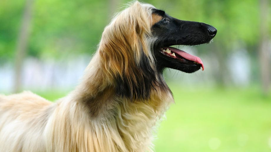 Regelmäßige Fellpflege ermöglicht dem Hund ein filzfreies Leben.