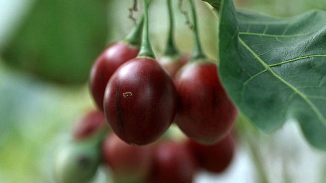 Tamarillo oder Baumtomate wächst gut im Kübel.