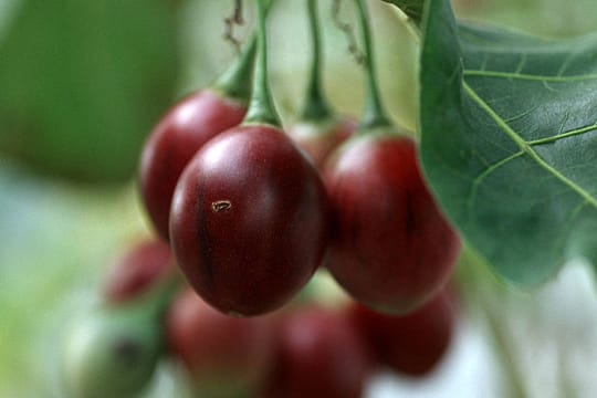 Tamarillo oder Baumtomate wächst gut im Kübel.